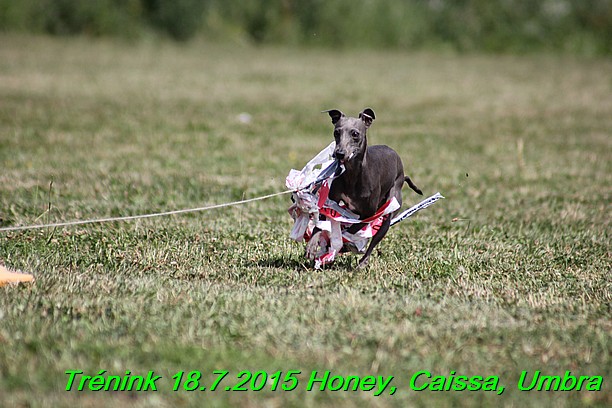 Trenink coursing 18.7.2015 Honey, Caissa, Umbra (81)