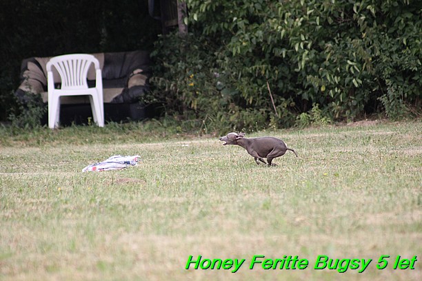 Honey Feritte Bugsy 25.7.2015 (33)