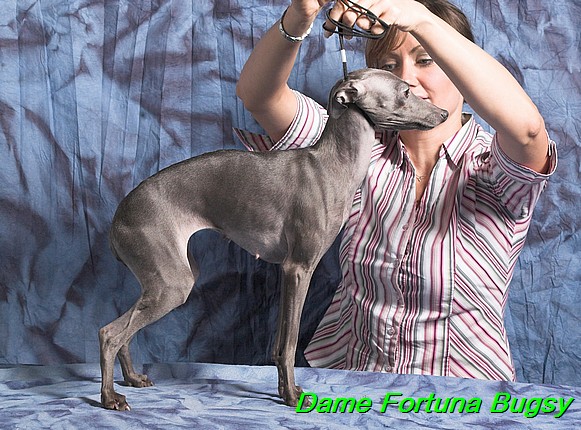 Dame Fortuna Bugsy (14)