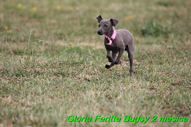 Gloria Feritte Bugsy 2 mesice (26)