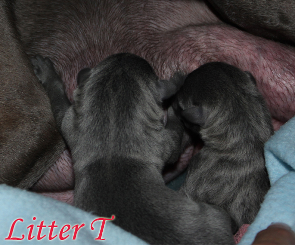 Litter T 2012, 6 hours old 