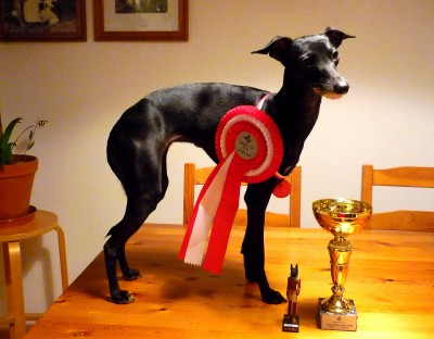 Yvet Feritte Bugsy Coursing Winner 