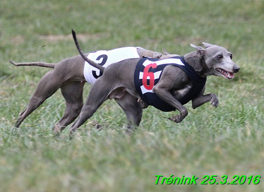 nas-trenink-25.3.2015--107-.jpg