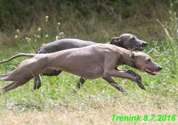 nas-trenink-8.7.2016-vsechny-feny--bertrando-jesika-kasha--176-.jpg