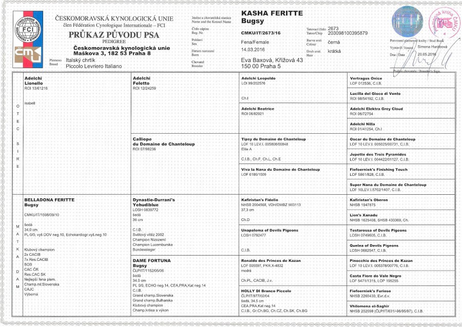 kasha-feritte-bugsy-rodokmen.jpg