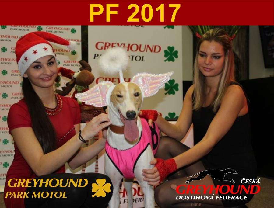 chrt_dostihy_pf_2017_greyhound_racing_park_motol_cgdf_.jpg