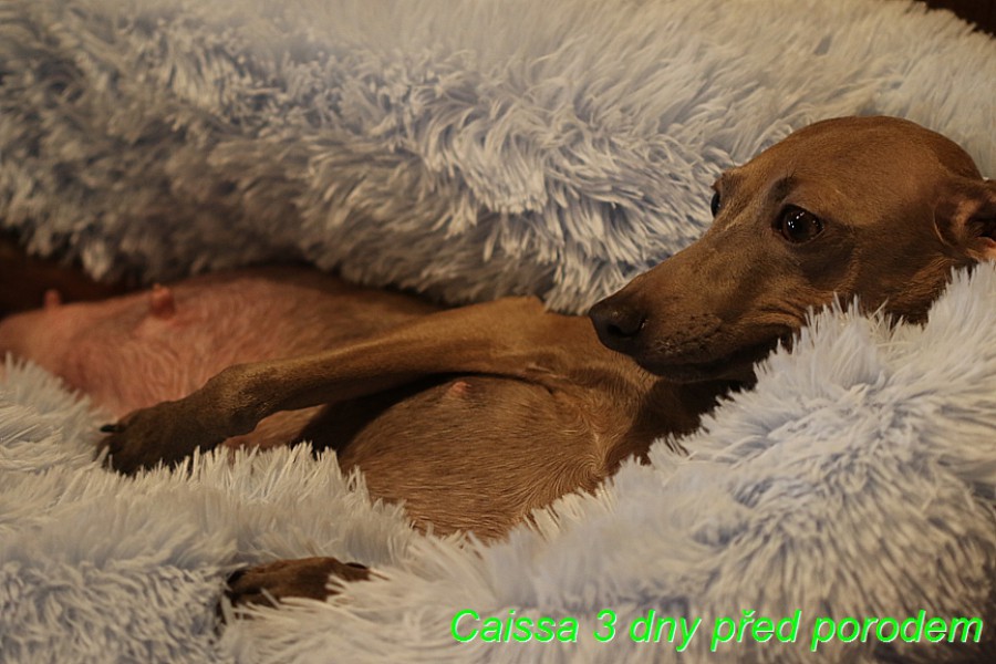caissa-feritte-bugsy-tri-dny-pred-porodem-sveho-prvniho-vrhu--11-.jpg