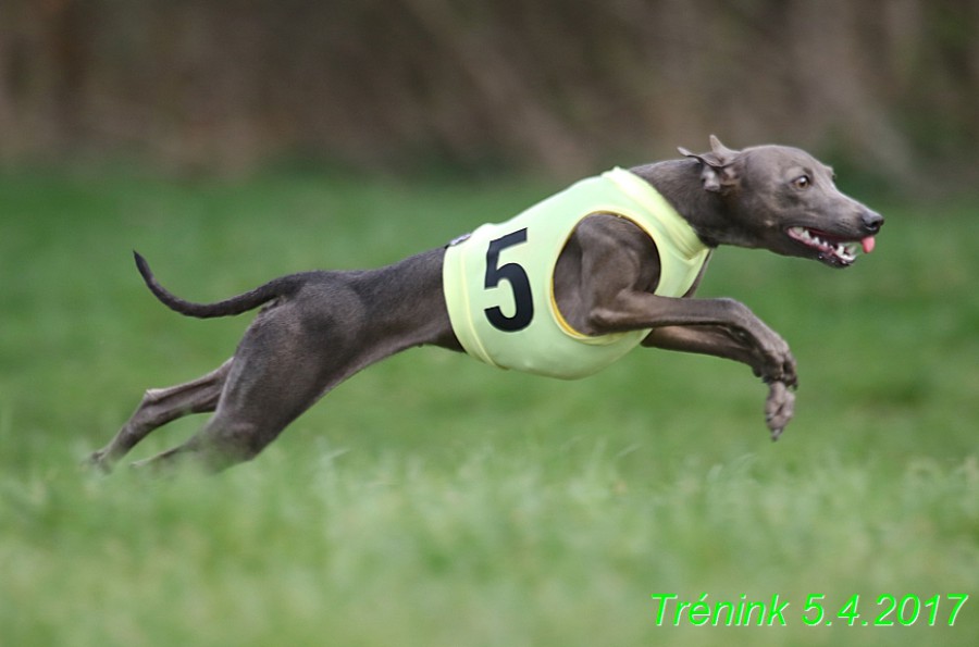trenink-5.4.2017--52-.jpg