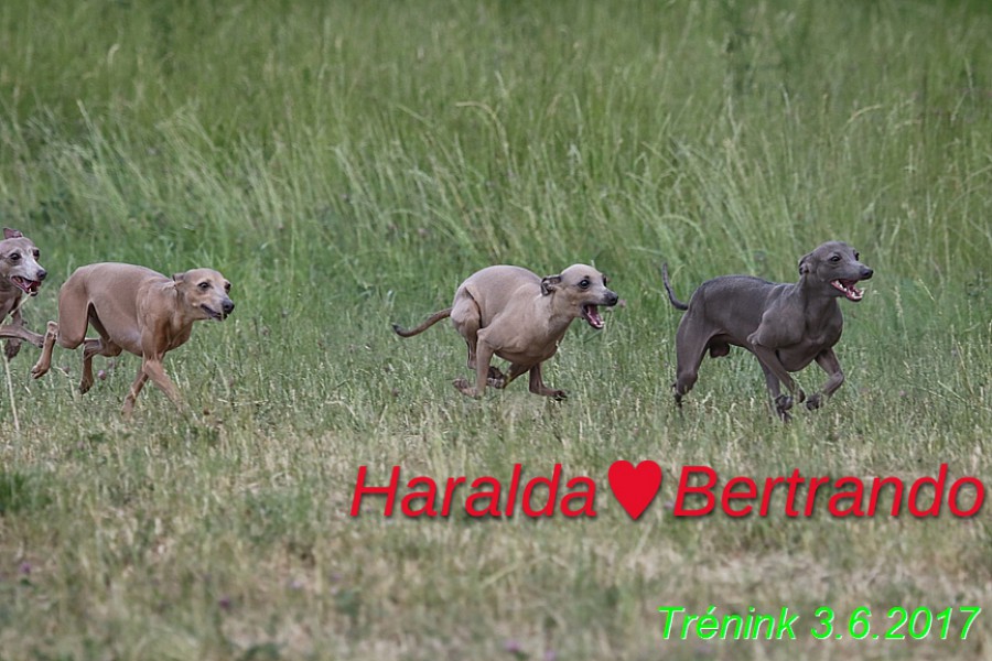 bertrando-a-haralda.jpg