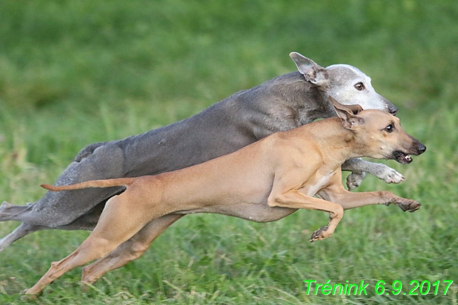 trenink-6.9.2017--43-.jpg
