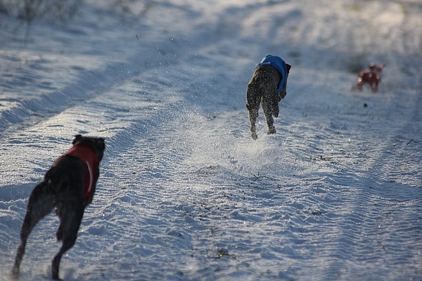 Naš trénink 22.1.2016 (579)