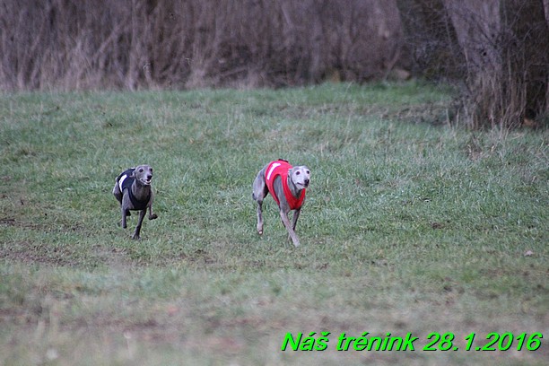 Náš trénink 28.1.2016 (85)