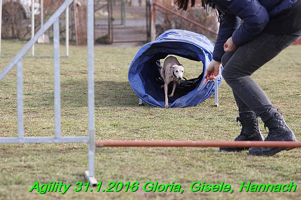 Agiity 31.1.2016 Gloria, Gisele, Hannach (7)