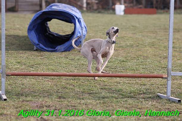 Agiity 31.1.2016 Gloria, Gisele, Hannach (9)