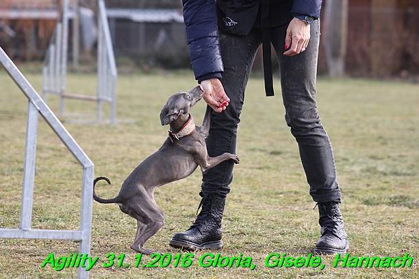 Agiity 31.1.2016 Gloria, Gisele, Hannach (11)