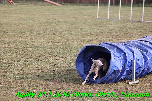 Agiity 31.1.2016 Gloria, Gisele, Hannach (12)