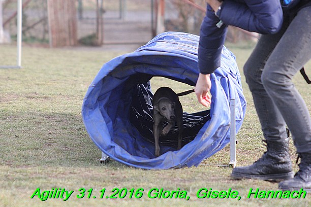 Agiity 31.1.2016 Gloria, Gisele, Hannach (13)