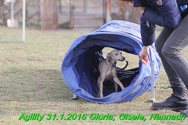 Agiity 31.1.2016 Gloria, Gisele, Hannach (14)