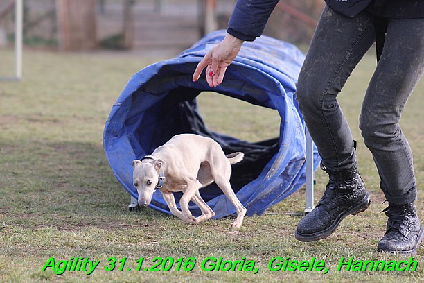 Agiity 31.1.2016 Gloria, Gisele, Hannach (15)