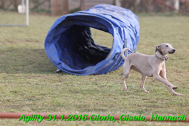 Agiity 31.1.2016 Gloria, Gisele, Hannach (16)