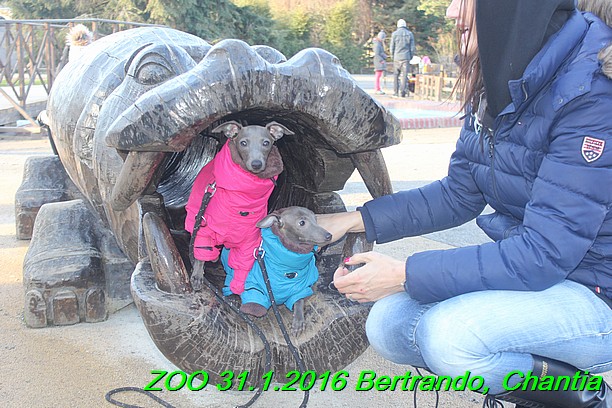 (10708)ZOO 31.1.2016 Bertrando a Chantia (22)