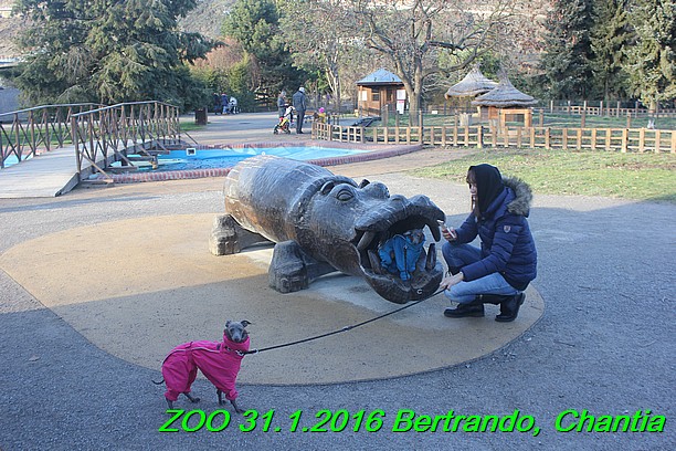 ZOO 31.1.2016 Bertrando a Chantia (24)