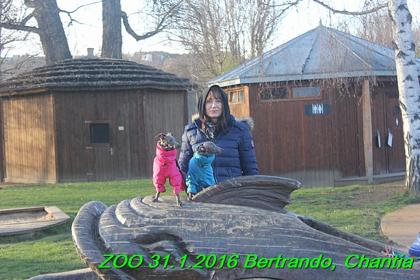 ZOO 31.1.2016 Bertrando a Chantia (26)