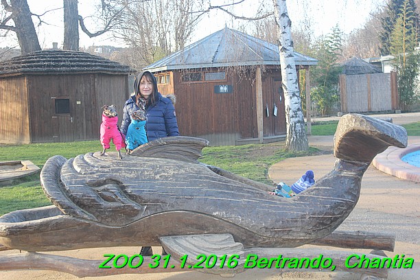 ZOO 31.1.2016 Bertrando a Chantia (27)