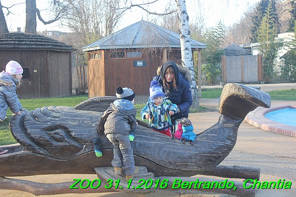 ZOO 31.1.2016 Bertrando a Chantia (28)