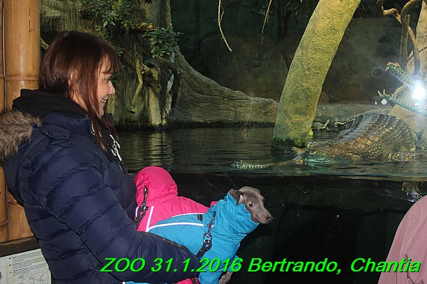 ZOO 31.1.2016 Bertrando a Chantia (32)