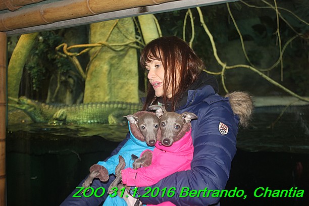 ZOO 31.1.2016 Bertrando a Chantia (33)