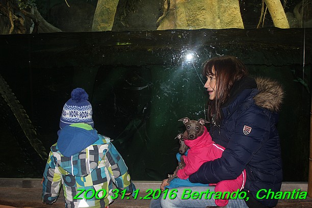 ZOO 31.1.2016 Bertrando a Chantia (35)