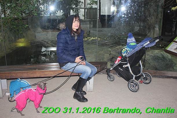 ZOO 31.1.2016 Bertrando a Chantia (36)
