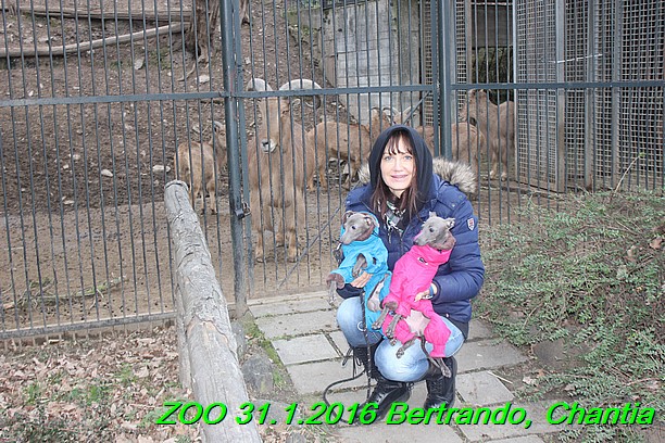 ZOO 31.1.2016 Bertrando a Chantia (37)