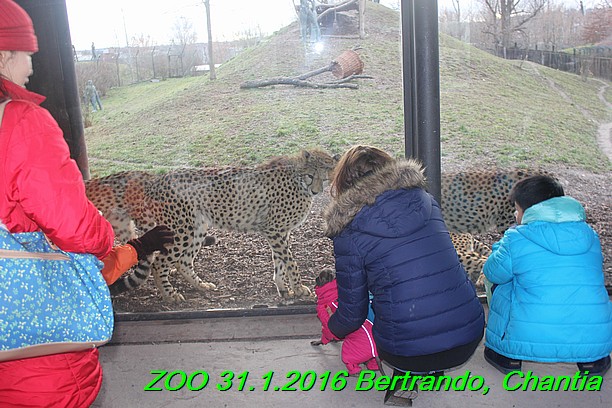 ZOO 31.1.2016 Bertrando a Chantia (38)