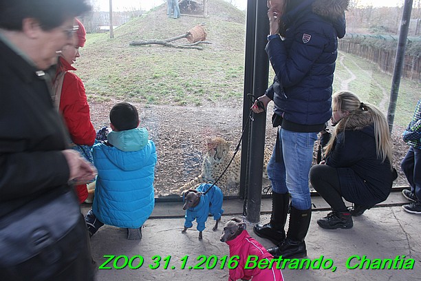 ZOO 31.1.2016 Bertrando a Chantia (42)
