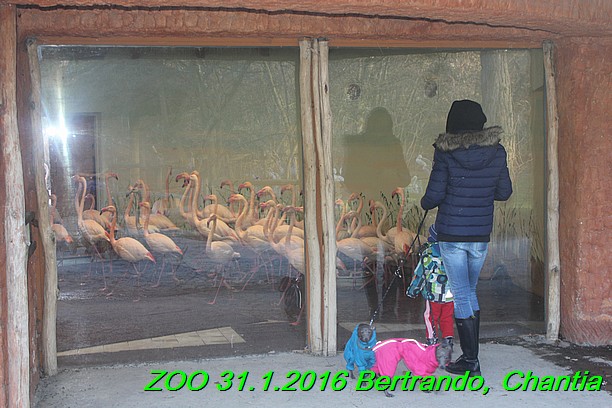 ZOO 31.1.2016 Bertrando a Chantia (31)