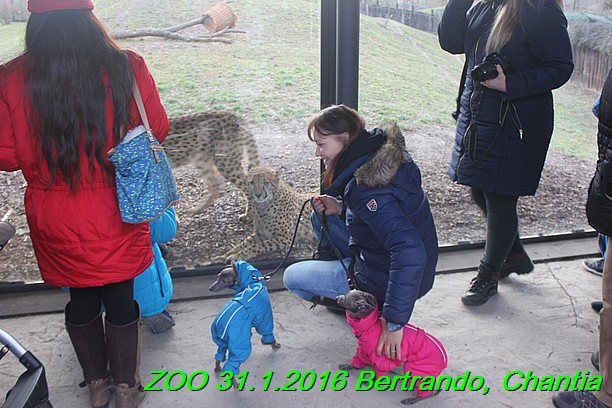 ZOO 31.1.2016 Bertrando a Chantia (45)