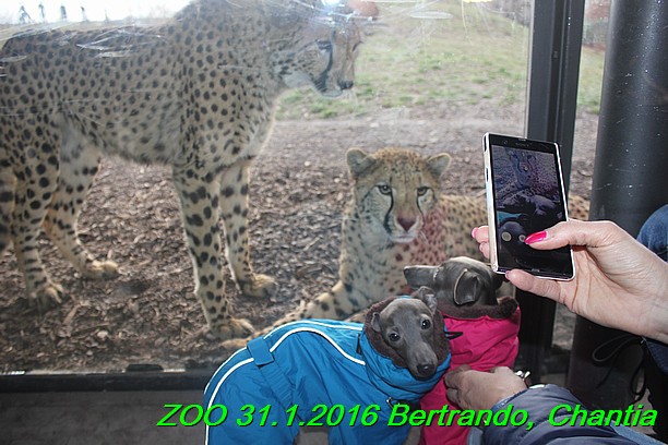ZOO 31.1.2016 Bertrando a Chantia (46)