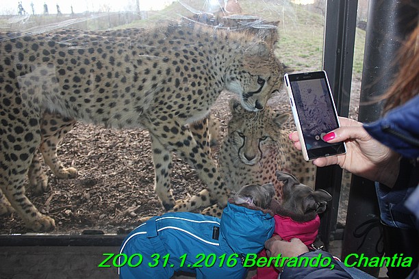 ZOO 31.1.2016 Bertrando a Chantia (47)