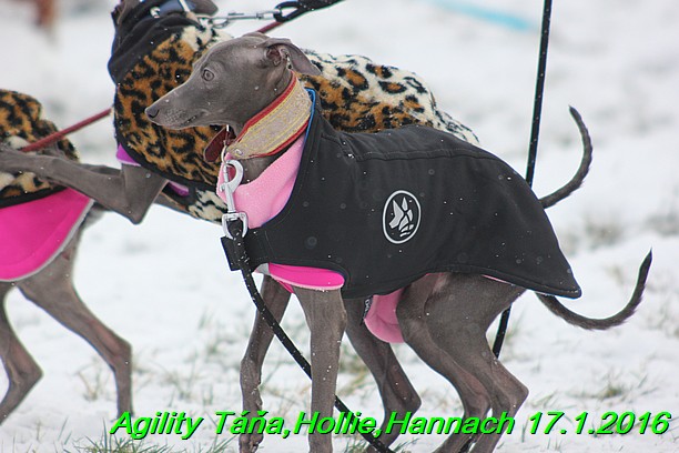 Agility Tana, Hollie,Hannach 17.1.2016 (5)