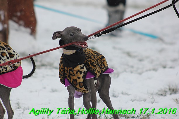 Agility Tana, Hollie,Hannach 17.1.2016 (12)