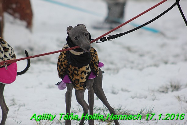 Agility Tana, Hollie,Hannach 17.1.2016 (13)