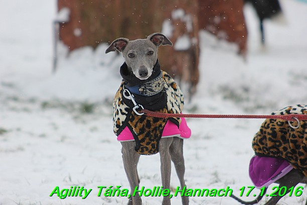 Agility Tana, Hollie,Hannach 17.1.2016 (14)