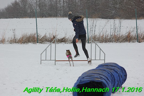 Agility Tana, Hollie,Hannach 17.1.2016 (17)