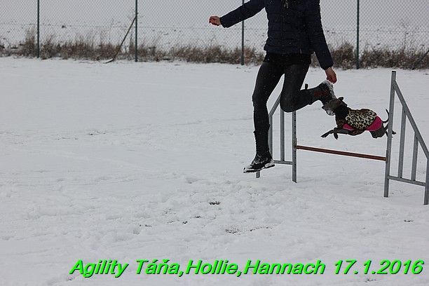 Agility Tana, Hollie,Hannach 17.1.2016 (18)