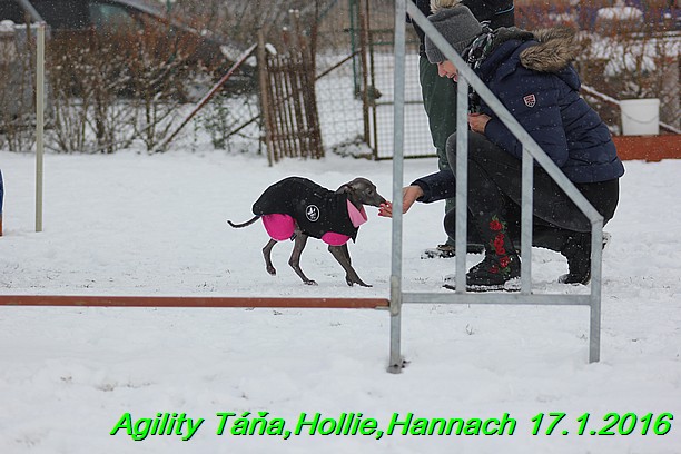 Agility Tana, Hollie,Hannach 17.1.2016 (23)