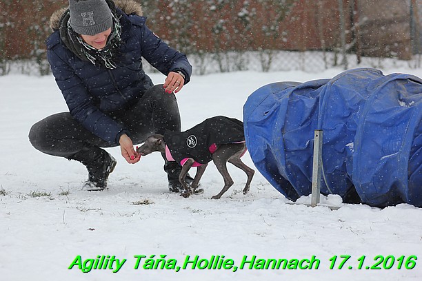 Agility Tana, Hollie,Hannach 17.1.2016 (24)