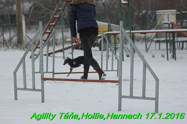 Agility Tana, Hollie,Hannach 17.1.2016 (25)