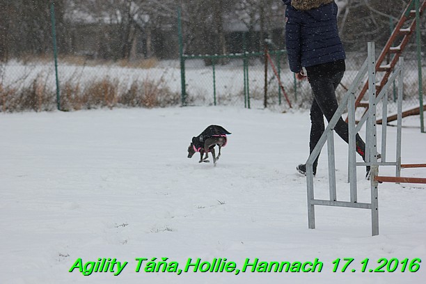 Agility Tana, Hollie,Hannach 17.1.2016 (26)